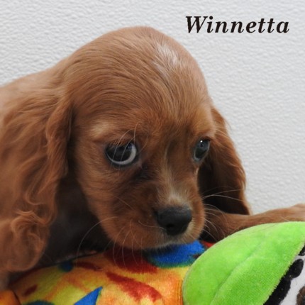 puppy, for, sale, Cockilear, Joe & Cherri  Overlease, dog, breeder, Miller, MO, dog-breeder, puppy-for-sale, forsale, nearby, find, puppyfind, locator, puppylocator, aca